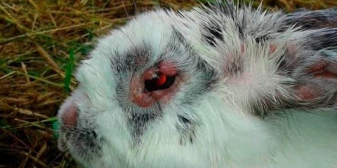 Bolesti kunića - miksomatoza, da li je moguće jesti meso i liječiti kod kuće